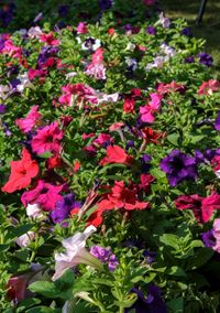 Close-up of pink flowering plants