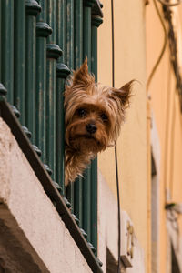 Portrait of a dog