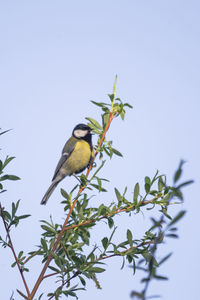 Low angle view of bird perching on plant against sky