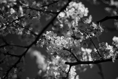 Close-up low angle view of flowers