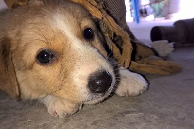 Close-up portrait of dog