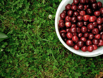 Directly above view of fresh red cherries in bowl on plant
