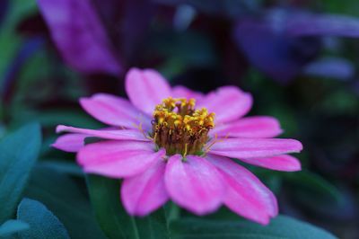 Close-up of pink flower