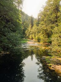 Scenic view of lake amidst trees in forest