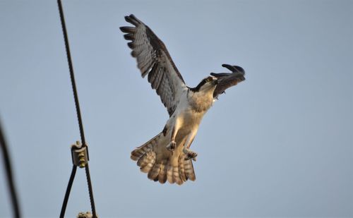 Low angle view of eagle flying against clear sky