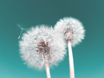 Close-up of dandelion against blue sky