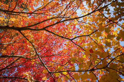 Low angle view of maple tree