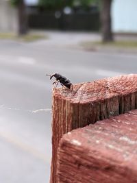 An insect on a wooden perch