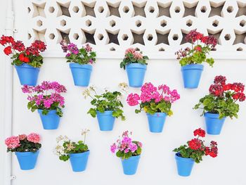 Potted plants against white wall