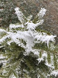 Close-up of christmas tree in snow