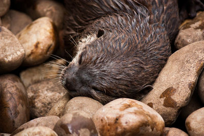 High angle view of otter sleeping on rock