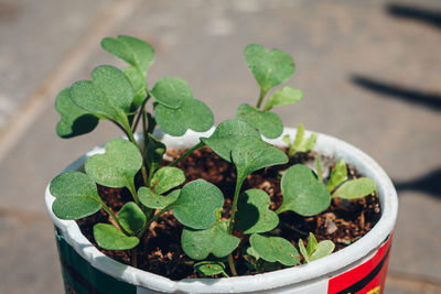 High angle view of potted plant