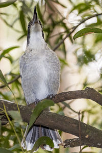 Close-up of bird perching on railing