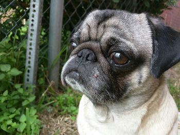 Close-up portrait of dog