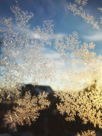 Low angle view of silhouette plants against sky seen through window