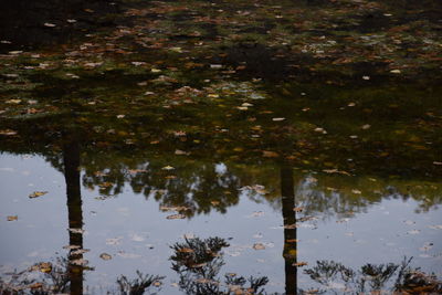 Reflection of trees in lake