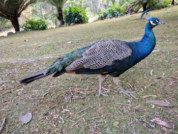 Side view of a peacock on field