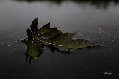 Leaves floating on water