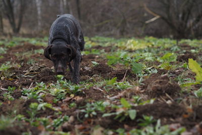 Dog on field