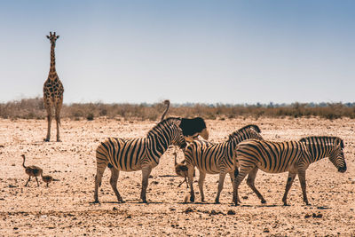 Zebra standing on field against clear sky