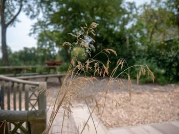 Close-up of plant growing on field