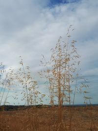 Plants against sky