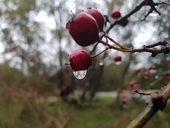 Close-up of berries on tree