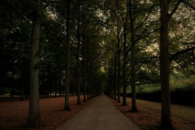 Empty road amidst trees in forest