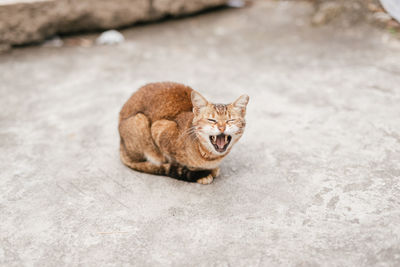 Angry cat on footpath