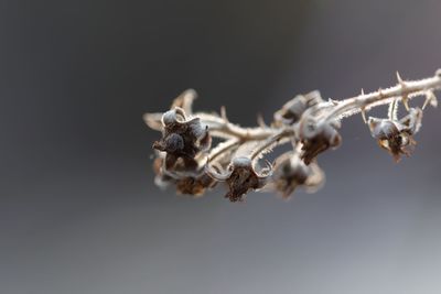 Close-up of dry plant against white background