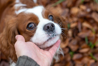 Hand cuddling a cavalier king charles spaniel's head