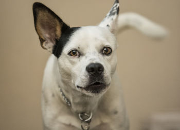 Close-up portrait of dog