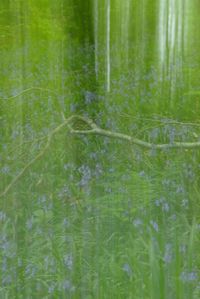 Full frame shot of bamboo on field