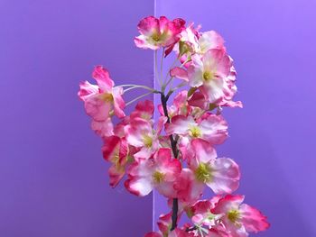 Close-up of pink flowers against blue sky