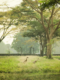 View of birds on landscape