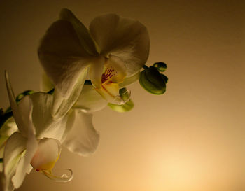 Close-up of white rose flower