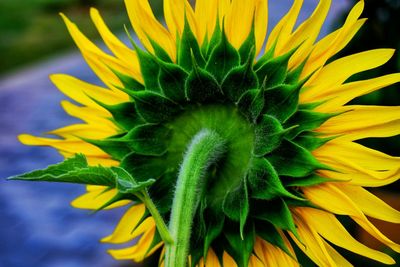 Close-up of sunflower on plant