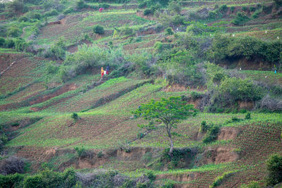 High angle view of agricultural field