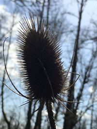 Close-up of dried thistle flower