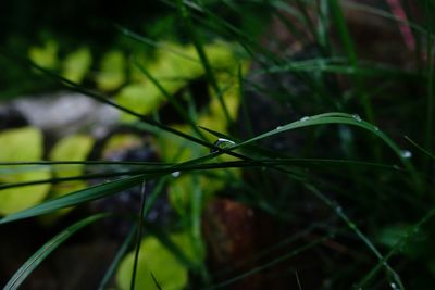 Close-up of plant