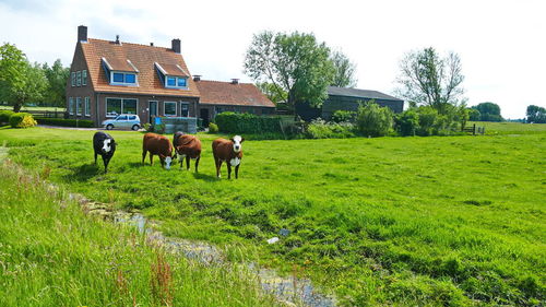 Horses in a field