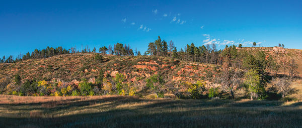 Trees on landscape against clear blue sky