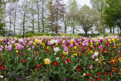 View of flowering plants in park