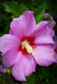 Close-up of pink flower