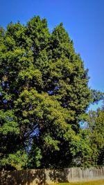 Low angle view of trees against clear blue sky