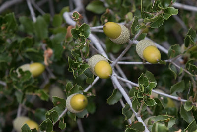 Close-up of berries growing on tree