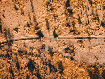 High angle view of a horse on road