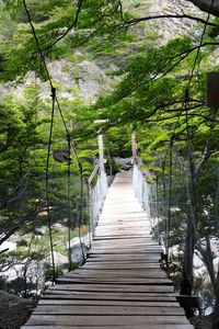 View of footbridge in forest