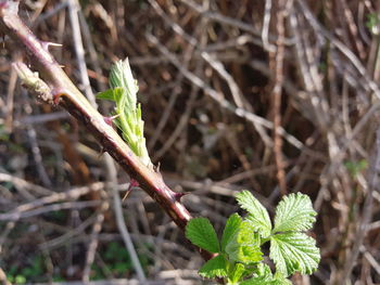 Close-up of fresh green plant