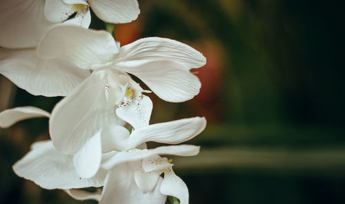 Close-up of white flowering plant